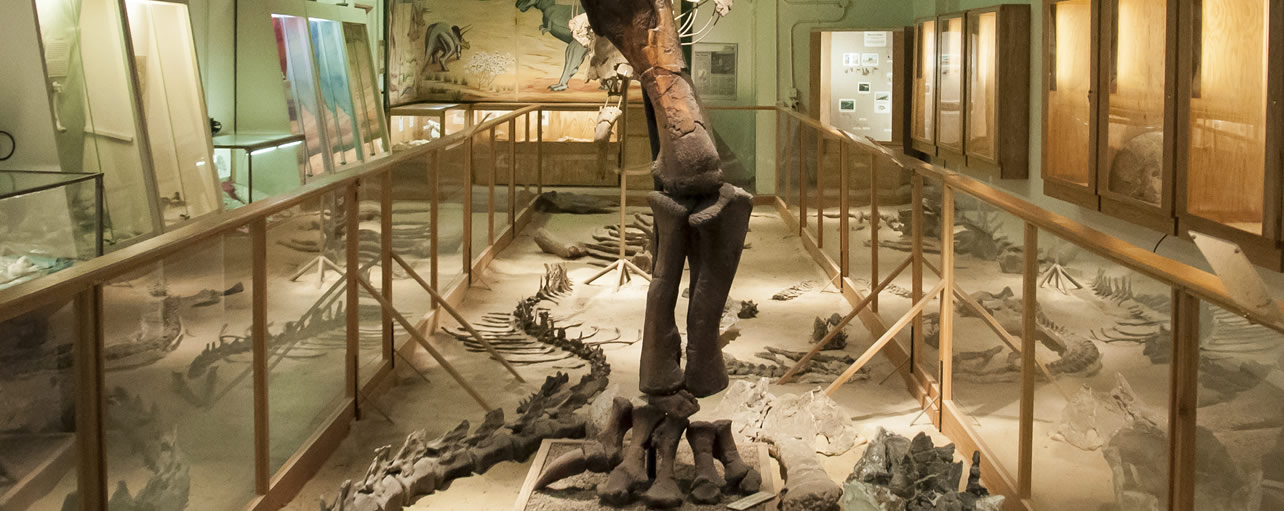 paleon museum glenrock