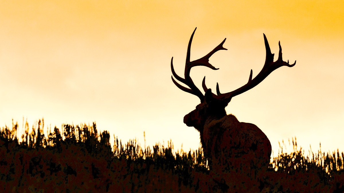 Wildlife