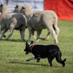 2025 GlenrockSheepherders 5913