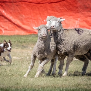 2025 GlenrockSheepherders 7747