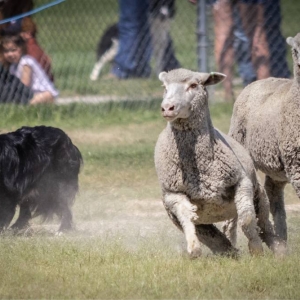 2025 GlenrockSheepherders 7934